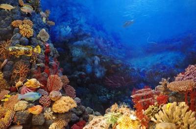 Исследователи обнаружили в Тихом океане утонувший континент и мира