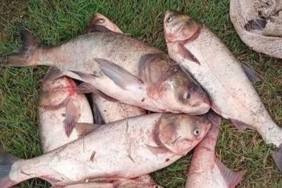 Сезон охоты: под Анапой около 25 тонн рыбы из хозяйства «Красная горка» смыло в поле дождём