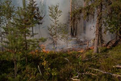 В Башкирии локализовано большинство лесных пожаров
