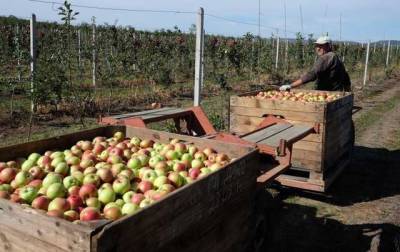 «Дешевше свиней нагодувати»: українці обурені низькими цінами на яблука