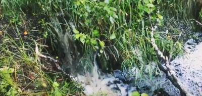 Ручьи Нижне-Свирского заповедника превратились в потоки из-за проливных дождей — видео
