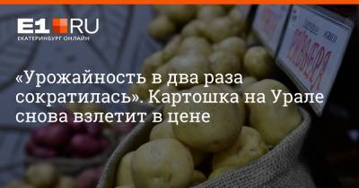 «Урожайность в два раза сократилась». Картошка на Урале снова взлетит в цене