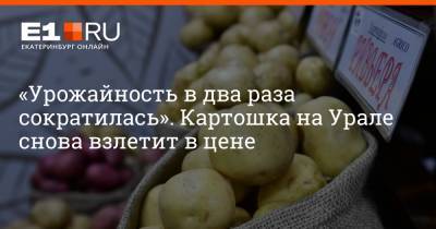 Дмитрий Емельянов - «Урожайность в два раза сократилась». Картошка на Урале снова взлетит в цене - e1.ru - Екатеринбург