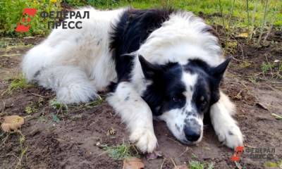 Мэрия Новокузнецка ввела запреты для владельцев собак