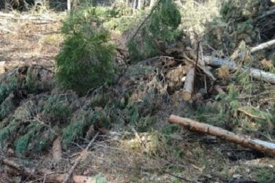 Пятеро мужчин спилили деревья на 3 миллиона рублей под Красноярском