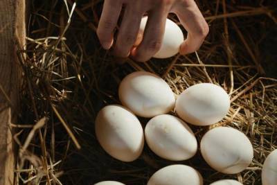 В Смоленскую области запретили ввоз более 123 тысяч инкубационных яиц