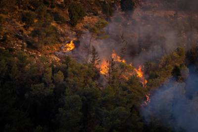 Сгорели 17000 дунамов леса в Иерусалимских горах. Тушение пожара продолжилось утром