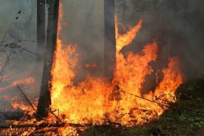 Сожженные тела женщины и ребенка нашли в лесу под Выборгом