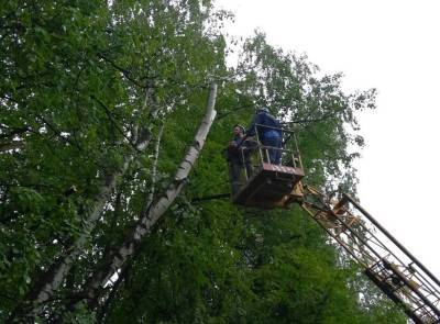 За неделю в Ульяновске снесли 155 аварийных деревьев