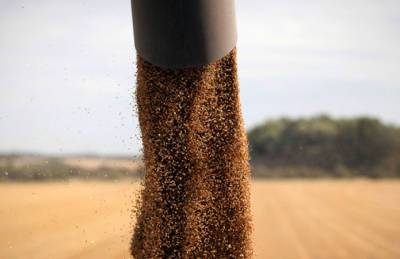 Кернел увеличит сезонный экспорт зерна до 15 млн т