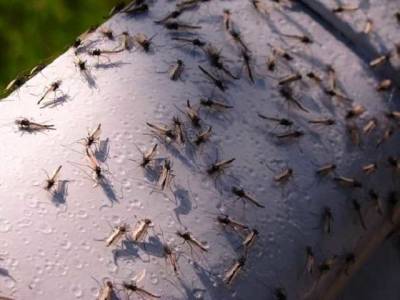 Прячьте головы и не открывайте рты: Кирилловку «оккупировали» тучи особенных комаров