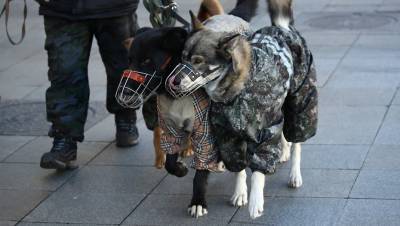 ЗакС готовит федеральную инициативу о страховке для владельцев опасных собак