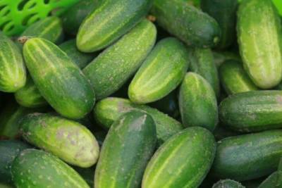 Как гарантированно получить хороший урожай огурцов: 5 рекомендаций
