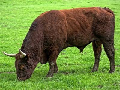 Разъяренный бык убил убил жителя Тверской области