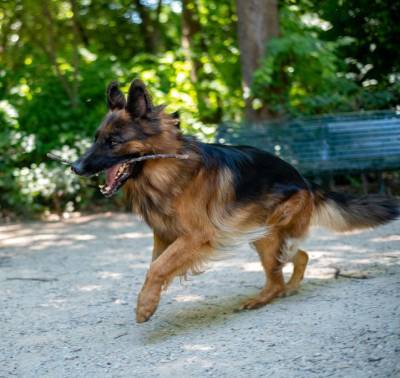 В Петербурге хотят запретить свободный выгул опасных собак без страховки
