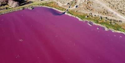 Аргентинское озеро окрасилось в ядовито-малиновый цвет из-за слива в него антибиотиков для хранения креветок