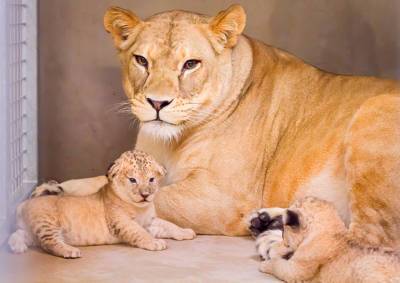 В чешском «Сафари-парке» родились редкие львята: видео