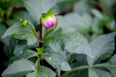 Почему не цветут георгины – 7 возможных причин