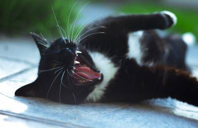 «Ты слишком громко дышишь»: кот побил лапой невинного спящего пса и рассмешил соцсети