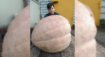 Чебоксарский школьник вырастил гигантскую тыкву и рассказал секрет успеха