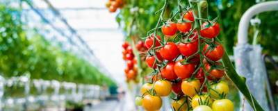 В России на производство тепличных овощей планируют выделить дополнительную господдержку