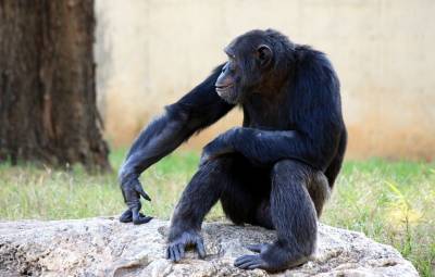 Шимпанзе используют приветствия, как и люди