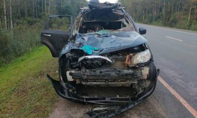 Лось разбил лобовое стекло машины на трассе «Кола»: госпитализирован ребенок