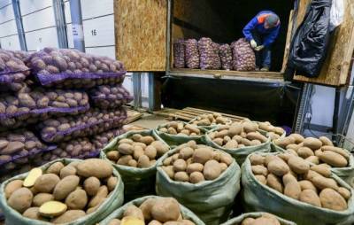 Поставки белорусского картофеля в Россию выросли в 11 раз