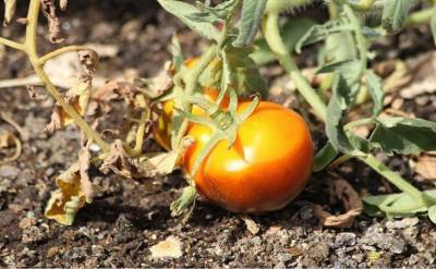 Почему чернеет низ помидора: чего не хватает плодам
