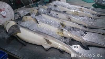 Рыбзавод-банкрот не смог продать более 2 тонн белуги и осетра