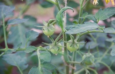 Как ускорить созревание томатов естественным способом: хитрости опытных огородников