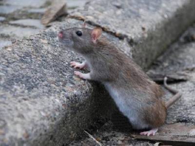 В Челябинской области крыса укусила школьницу около детской площадки