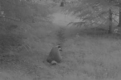 «Сяду прямо тут!»: Нижне-Свирский заповедник показал ночные прогулки барсука — видео