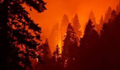 Гарвардские ученые связали лесные пожары со смертностью от ковида