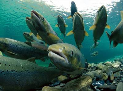 Росрыболовство может увеличить квоты на вылов рыбы из реки, загрязненной в результате аварии на ТЭЦ в Норильске