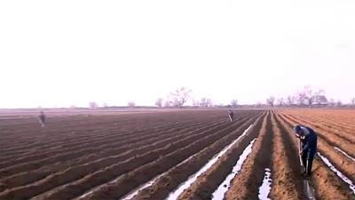 Власти Дашогуза из-за маловодья уничтожили посевы риса на личных участках сельчан