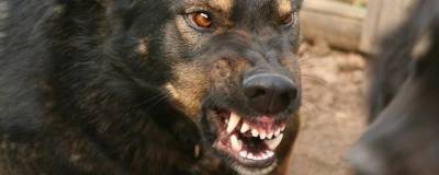 В Воронеже проверяют информацию о нападении стаи бродячих собак на пенсионерку
