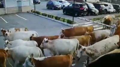 Стадо коров сбежало от фермера и заняло парковку у аэропорта в Абакане
