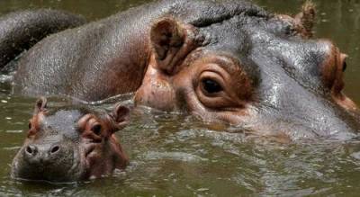 На реке Конго массово умирают бегемоты из-за загрязнения