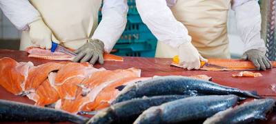 В Карелии судят экс-сотрудников форелевого хозяйства, укравших на работе рыбы на 2 млн рублей