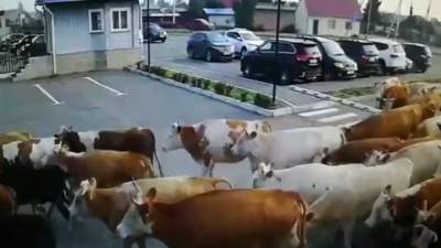 ЧП. Стадо коров, сбежавшее от хозяина, "оккупировало" площадь перед аэропортом. Видео