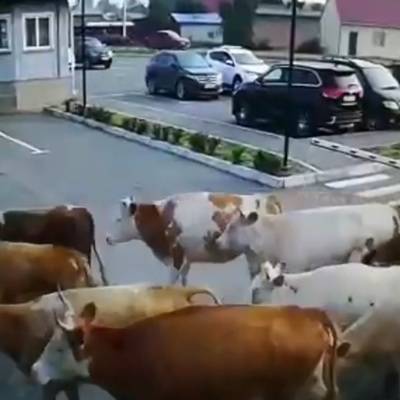 В столице Хакасии Абакане 130 коров сбежали от фермера и "напали" на аэропорт