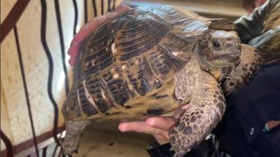 Петербуржец опубликовал объявление о продаже краснокнижной черепахи и потерял её