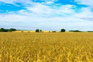 Рынок земли в Украине: цена выросла в 4 раза