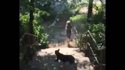 В Воронеже зоозащитника, мешая отлову, разогнала собак, покусавших утром женщину