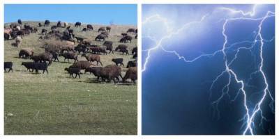 Удар молнии забрал в один момент жизни 500 овец: кадры с места ЧП