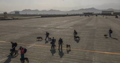 Не только дипломатов: американские военные эвакуировали из Кабула служебных собак (видео)