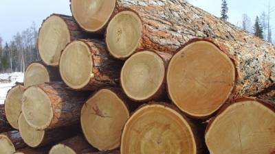 В Гайсинском лесхозе незаконно вырубили более 5 тыс деревьев