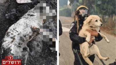 Сгорела заживо собака, спасенная полицейским при пожаре у Иерусалима