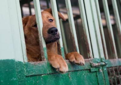 Телеведущий Евгений Попов: Необходима единая система мониторинга ситуации с безнадзорными животными